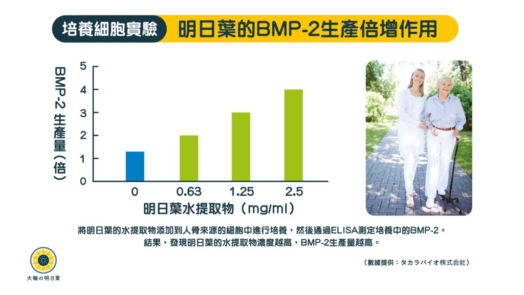 香港大輪明日葉補骨生骨|預防骨質疏鬆|修補骨傷骨折